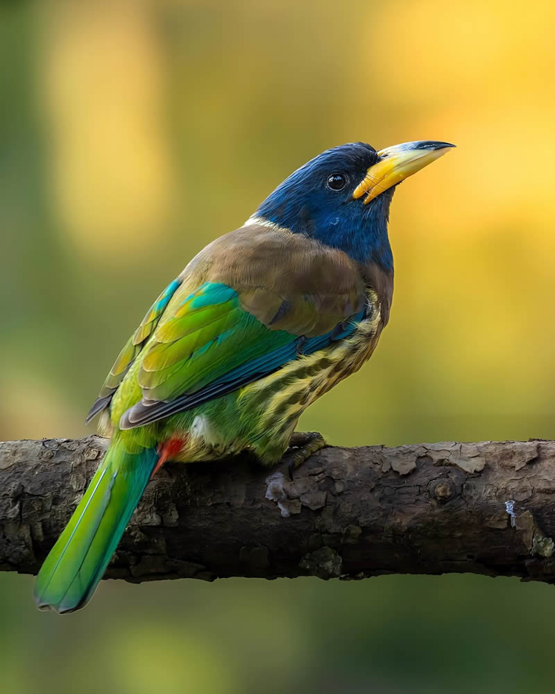 Indian Bird Photography by Jeffrey Simon