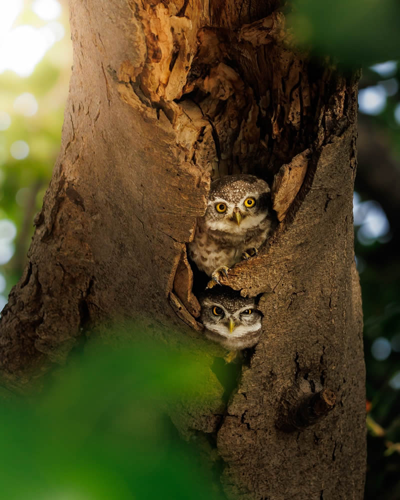 Indian Bird Photography by Jeffrey Simon