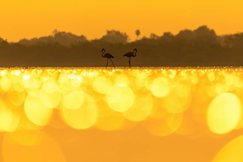 Indian Bird Photography by Jeffrey Simon