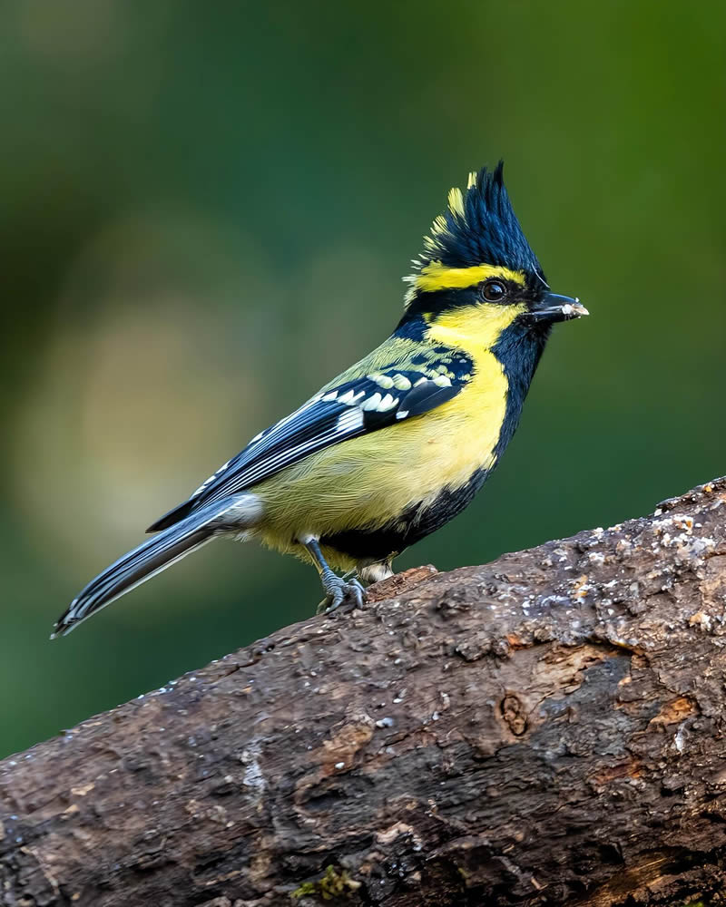 Indian Bird Photography by Jeffrey Simon