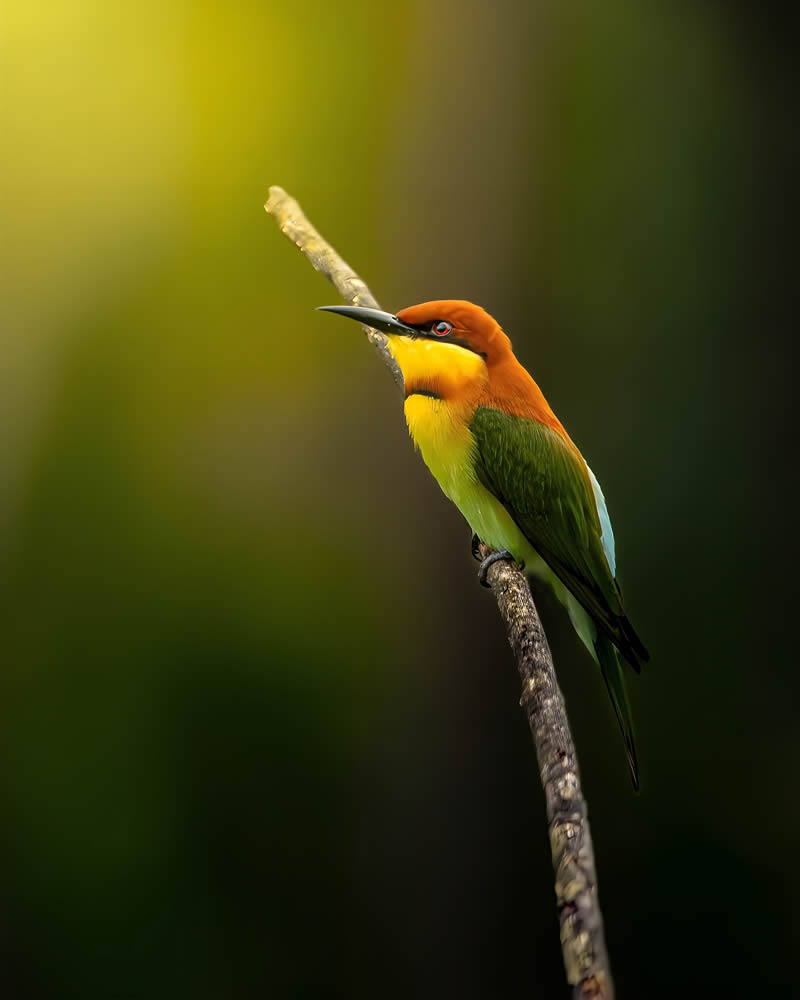 Indian Bird Photography by Jeffrey Simon