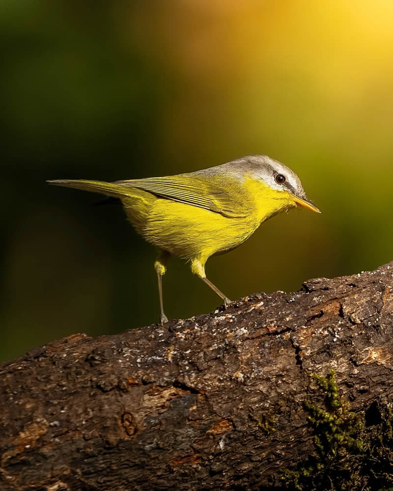 Indian Bird Photography by Jeffrey Simon