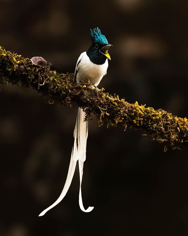 Indian Bird Photography by Jeffrey Simon