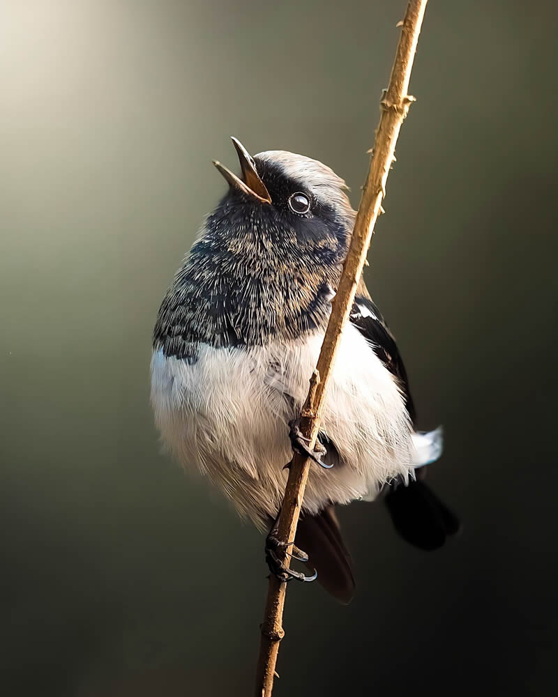 Indian Bird Photography by Jeffrey Simon