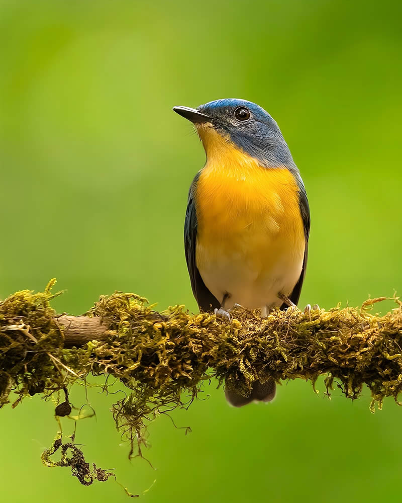 Indian Bird Photography by Jeffrey Simon