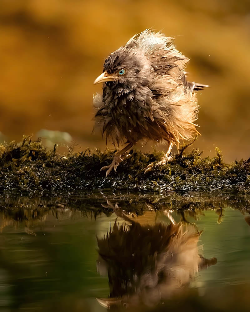 Indian Bird Photography by Jeffrey Simon