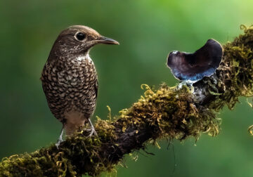 Indian Bird Photography by Jeffrey Simon