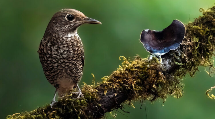 Indian Bird Photography by Jeffrey Simon