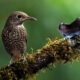 Indian Bird Photography by Jeffrey Simon