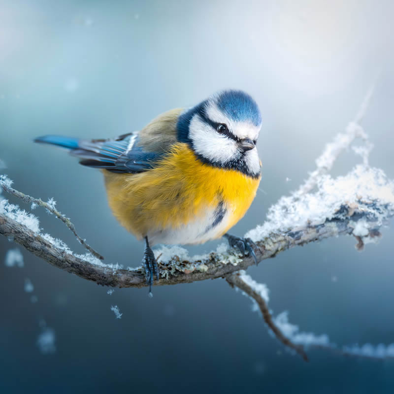 Bird Photography by Kimmo Paananen