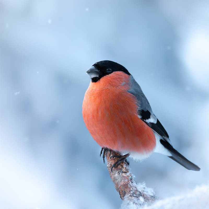 Bird Photography by Kimmo Paananen