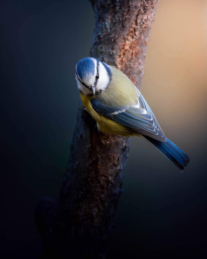 Bird Photography by Kimmo Paananen