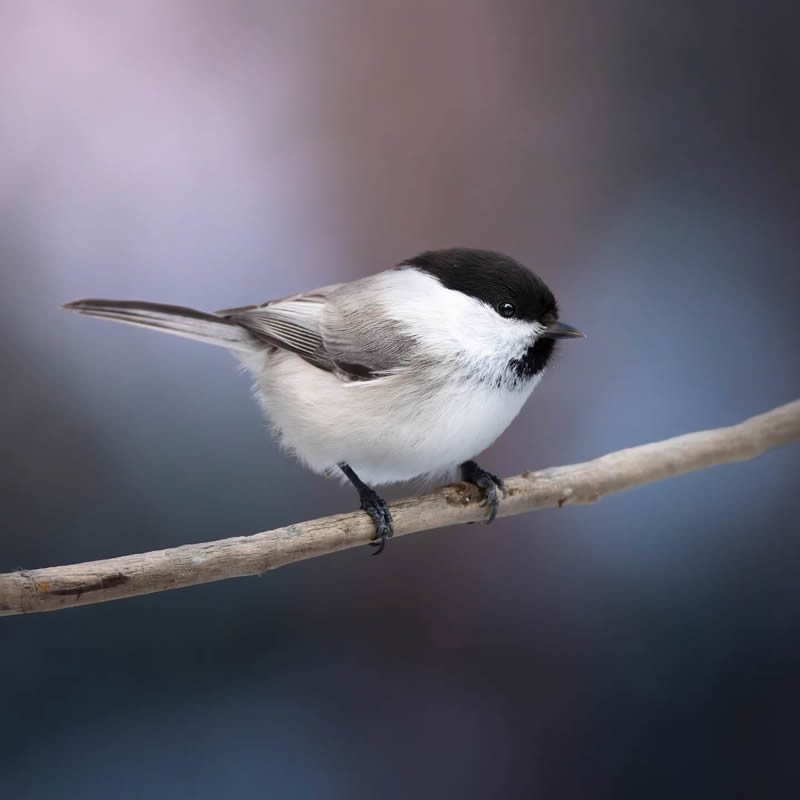 Bird Photography by Kimmo Paananen