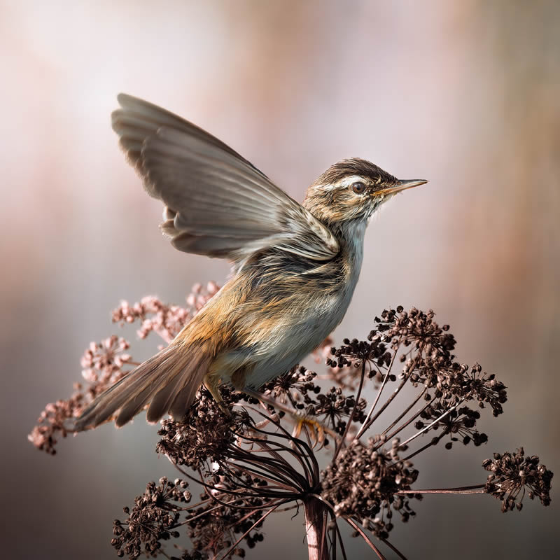 Bird Photography by Kimmo Paananen