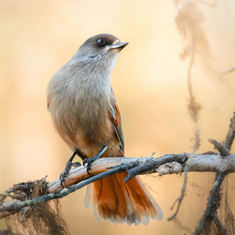 Bird Photography by Kimmo Paananen