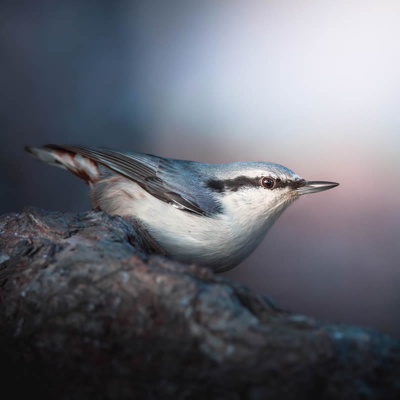 Bird Photography by Kimmo Paananen