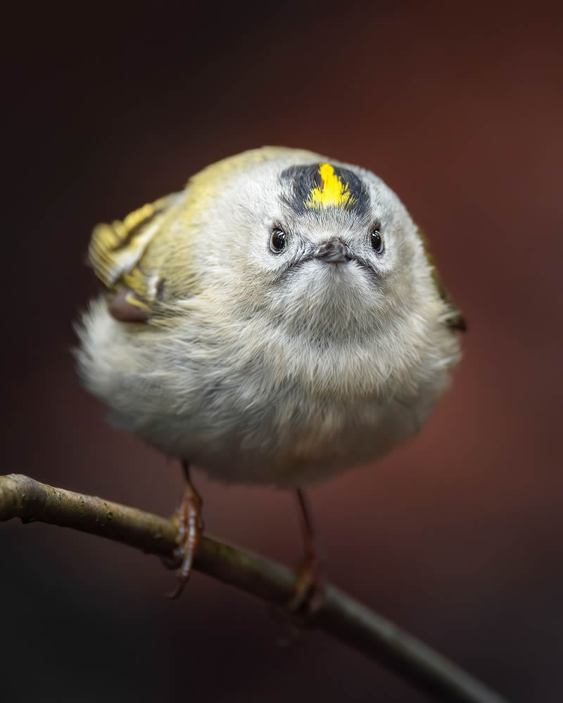 Bird Photography by Kimmo Paananen