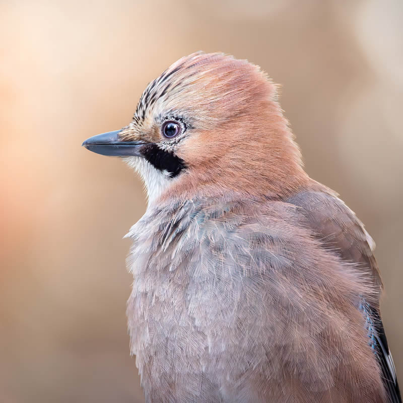 Bird Photography by Kimmo Paananen