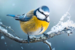 Wildlife Photographer Kimmo Paananen Captures Stunning Bird Photos in Finland Forests