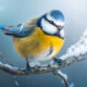 Bird Photography by Kimmo Paananen