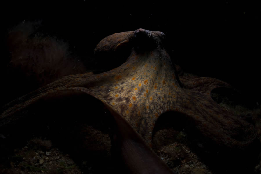 10 Outstanding Underwater Winners from the 2024 European Wildlife Photographer Awards