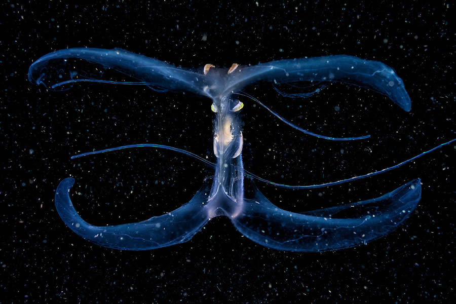 2024 European Wildlife Photographer Awards Underwater Winners