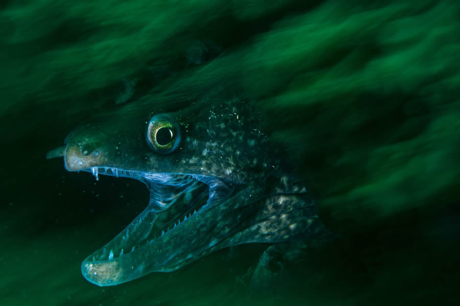 2024 European Wildlife Photographer Awards Underwater Winners