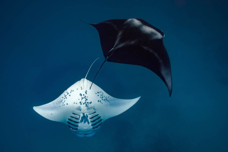 2024 European Wildlife Photographer Awards Underwater Winners