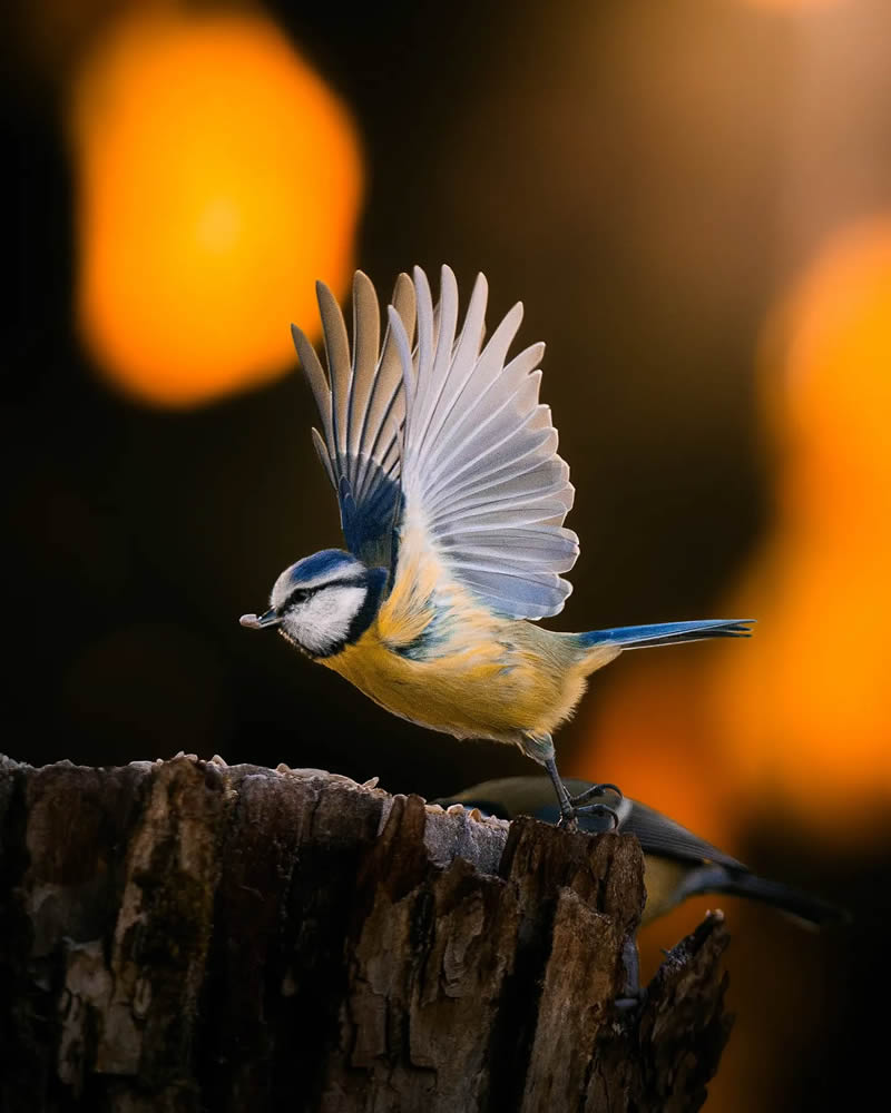 Finland Bird Photography by Ian Granstrom