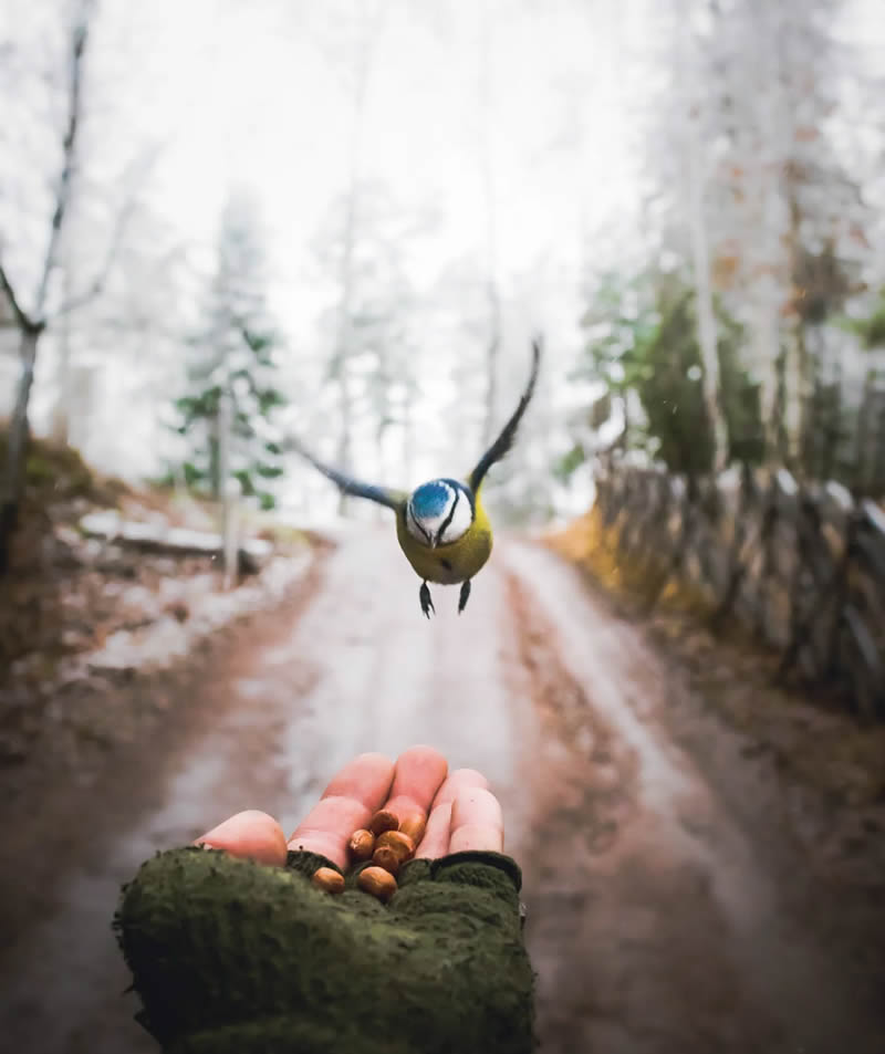 Finland Bird Photography by Ian Granstrom