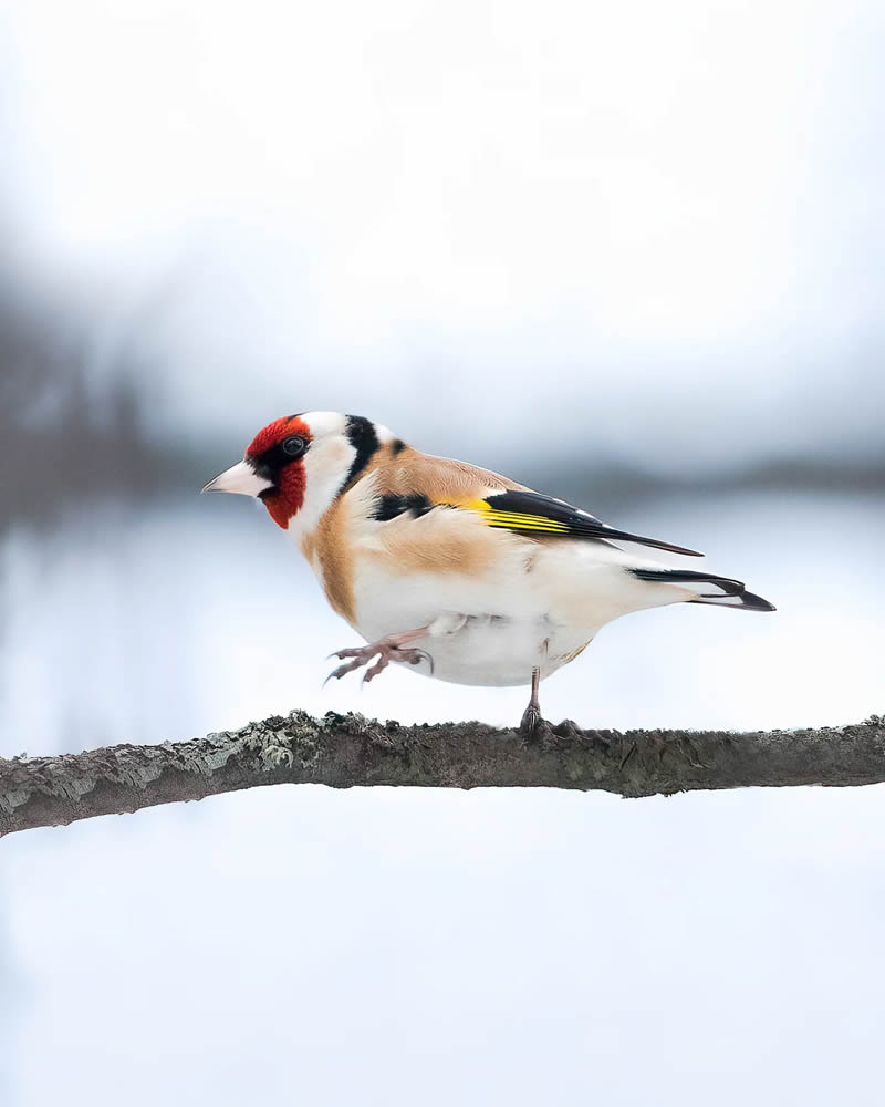 Finland Bird Photography by Ian Granstrom