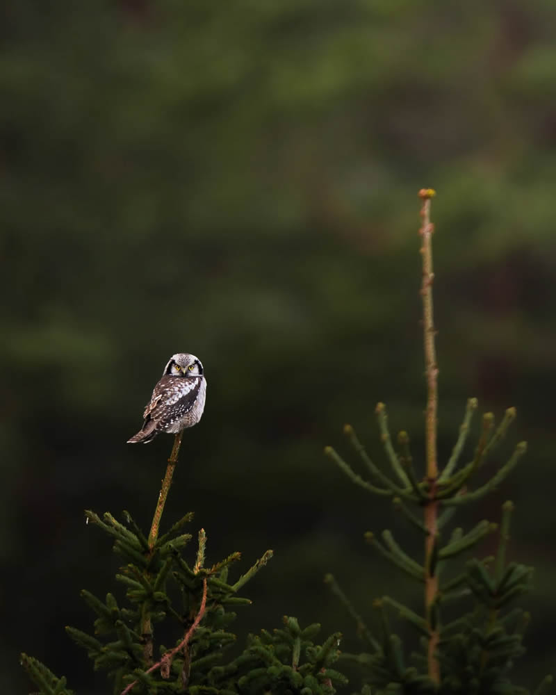 Finland Bird Photography by Ian Granstrom