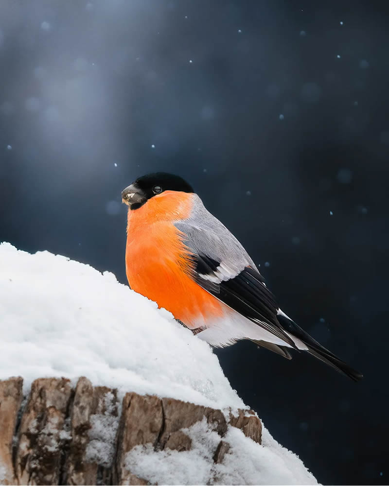 Finland Bird Photography by Ian Granstrom