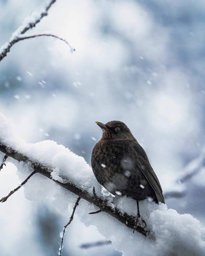 Finland Bird Photography by Ian Granstrom