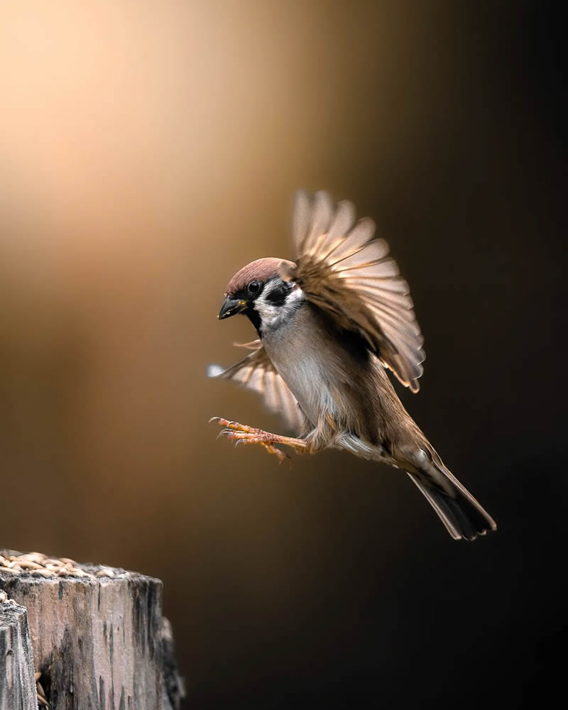 Finland Bird Photography by Ian Granstrom