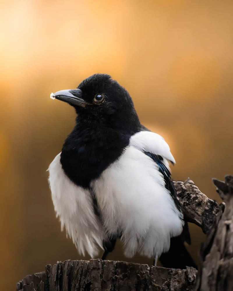 Finland Bird Photography by Ian Granstrom