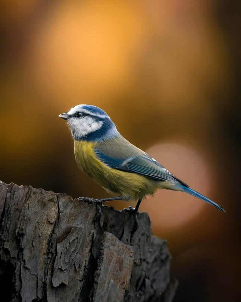 Finland Bird Photography by Ian Granstrom