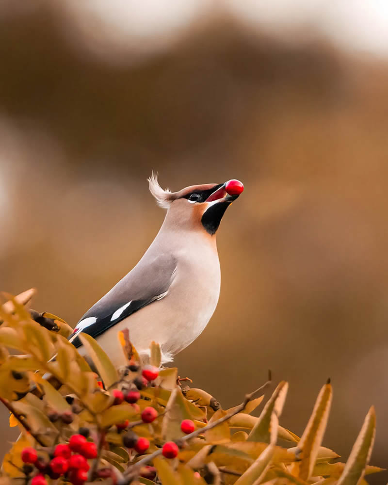 Finland Bird Photography by Ian Granstrom