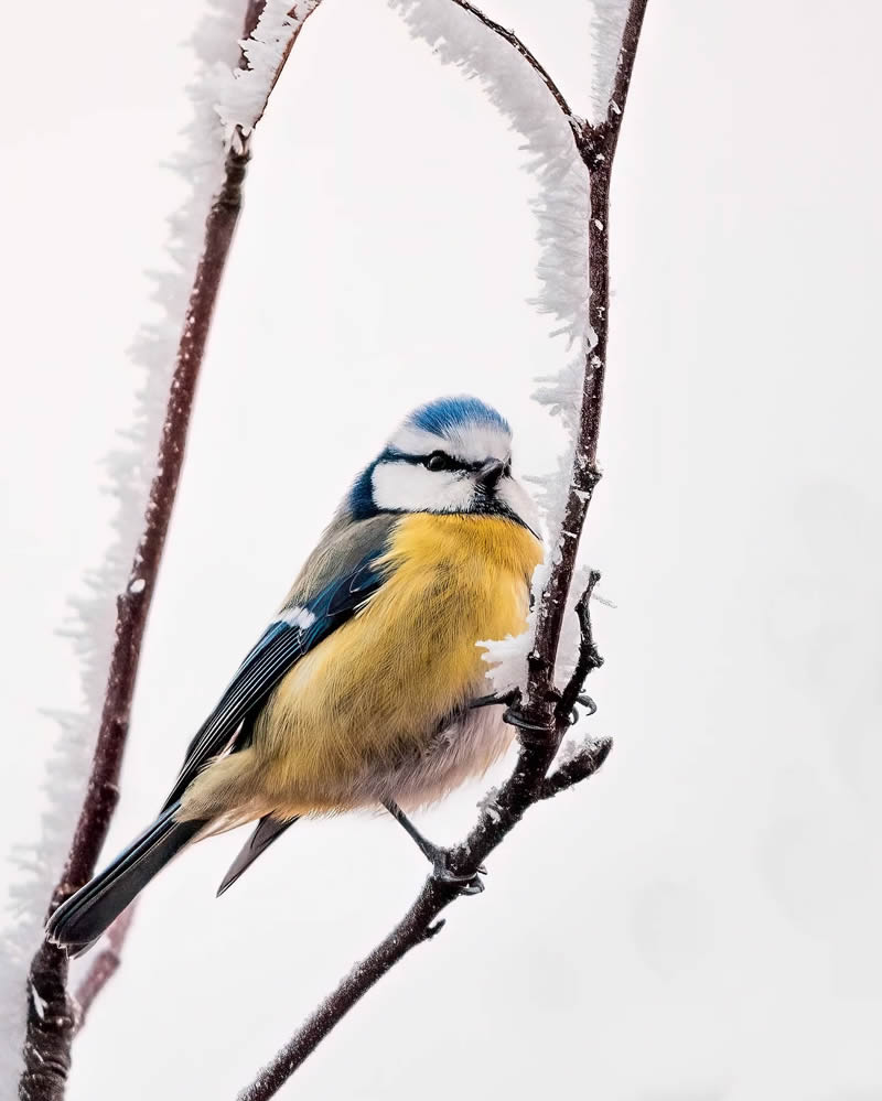 Finland Bird Photography by Ian Granstrom