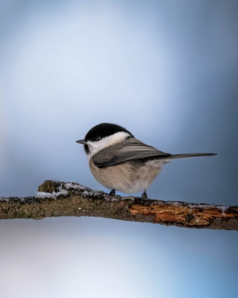 Finland Bird Photography by Ian Granstrom