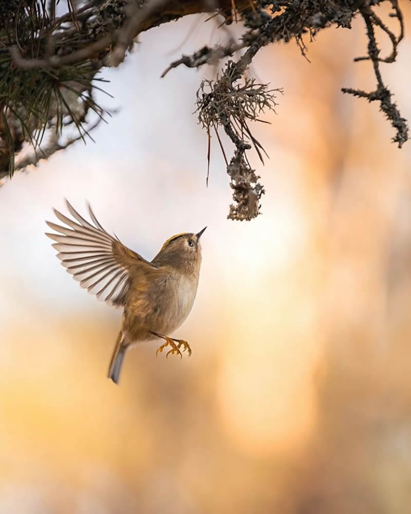 Finland Bird Photography by Ian Granstrom