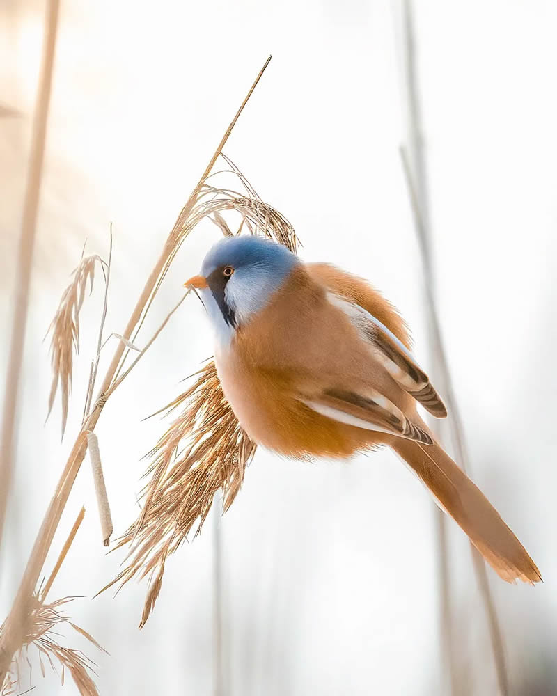 Finland Bird Photography by Ian Granstrom