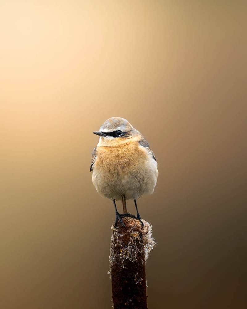 Finland Bird Photography by Ian Granstrom