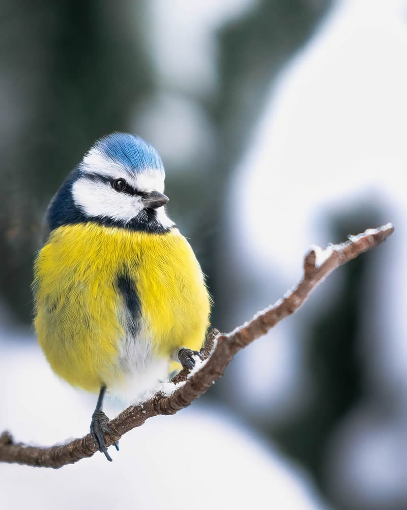 Finland Bird Photography by Ian Granstrom