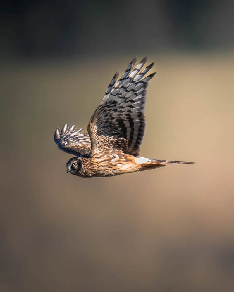 Finland Bird Photography by Ian Granstrom