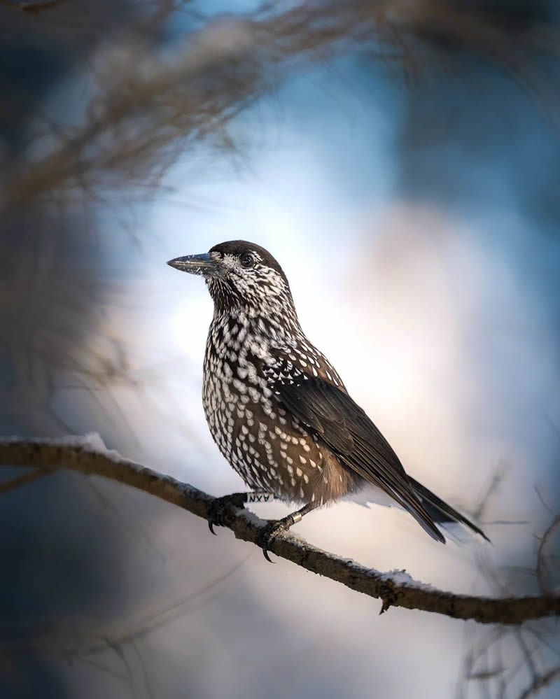 Finland Bird Photography by Ian Granstrom