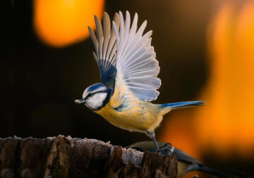 Finland Bird Photography by Ian Granstrom