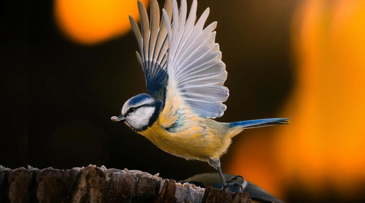 Finland Bird Photography by Ian Granstrom