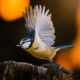 Finland Bird Photography by Ian Granstrom