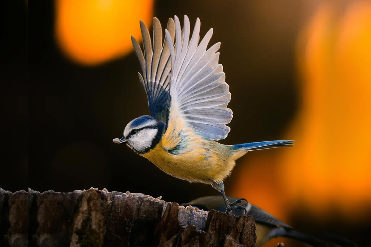 Finland Bird Photography by Ian Granstrom